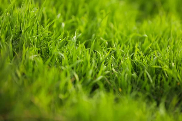 Beautiful Green Grass Outdoors Spring Day Closeup View — Stock Photo, Image