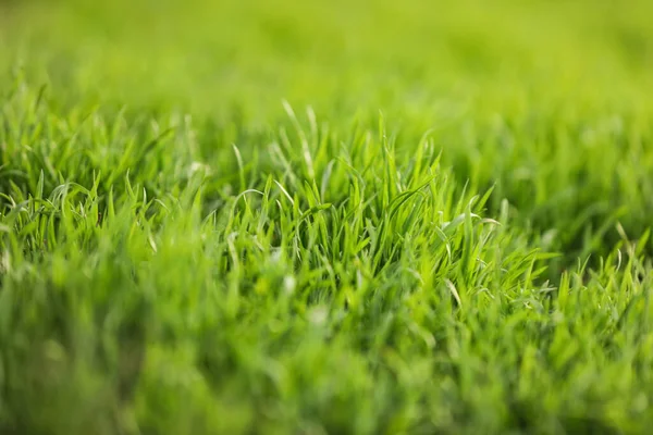 Beautiful Green Grass Outdoors Spring Day Closeup View — Stock Photo, Image