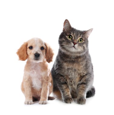 Beyaz arka planda sevimli kedi ve köpek. Yumuşak arkadaşlar