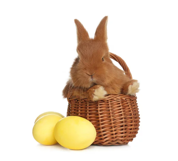 Adorable Fluffy Bunny Wicker Basket Easter Eggs White Background — Stock Photo, Image