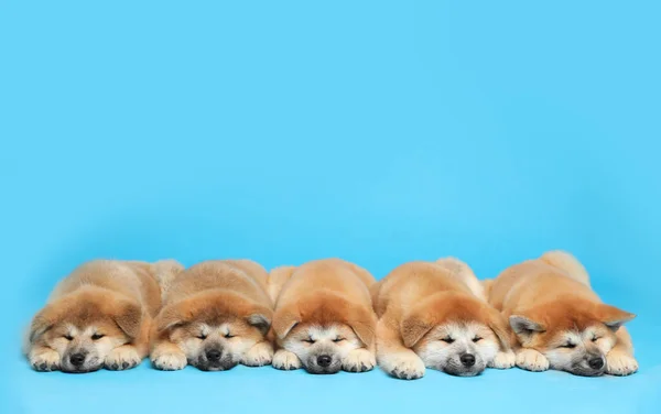 Lindos Cachorros Akita Inu Sobre Fondo Azul Claro Espacio Para —  Fotos de Stock
