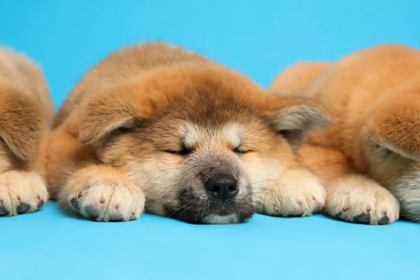 淡い青の背景にかわいい秋田犬の子犬 赤ちゃん動物 — ストック写真