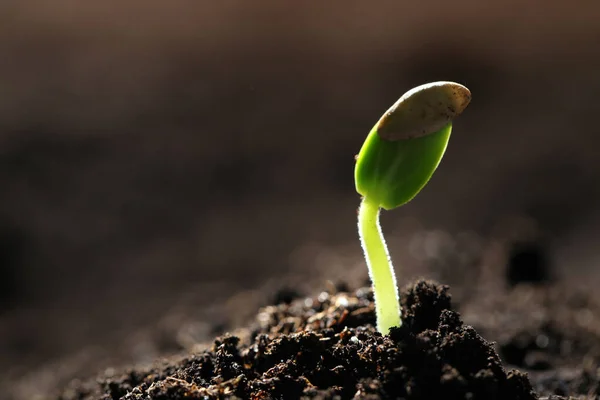 Kleine Groene Zaailingen Groeien Bodem Close Ruimte Voor Tekst — Stockfoto