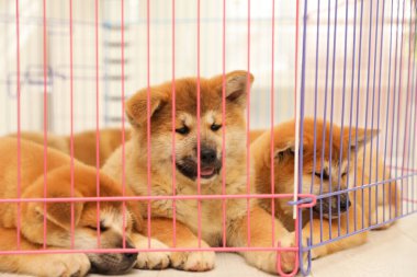 Oyun parkındaki şirin Akita Inu yavruları. Yavru hayvanlar