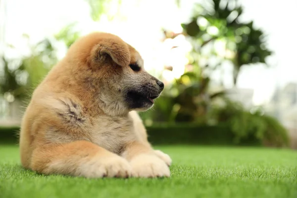 屋外の緑の芝生でかわいい秋田犬の子犬 赤ちゃん動物 — ストック写真