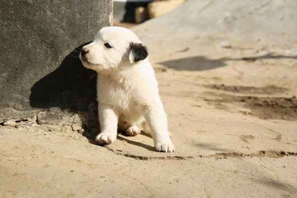 阳光明媚的日子 户外有一只白色的流浪狗 小动物 — 图库照片