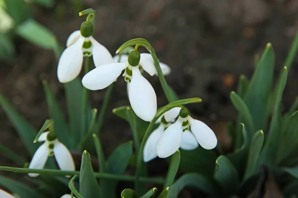 Hermosas Gotas Nieve Creciendo Jardín Primer Plano Flores Primavera —  Fotos de Stock