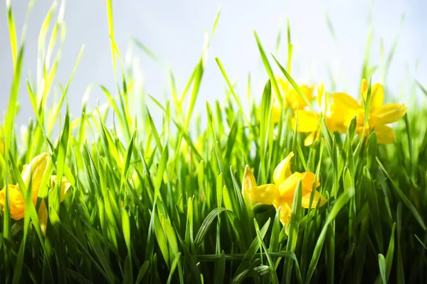 Primavera Grama Verde Narcisos Brilhantes Fundo Claro Close — Fotografia de Stock