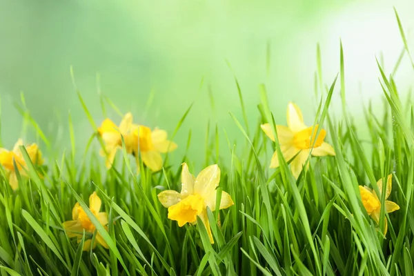 Grama Primavera Brilhante Narcisos Com Orvalho Contra Fundo Turvo — Fotografia de Stock