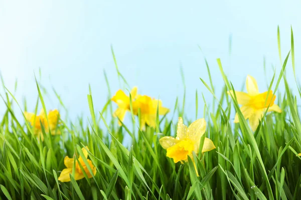 Grama Primavera Brilhante Narcisos Com Orvalho Contra Fundo Azul Claro — Fotografia de Stock