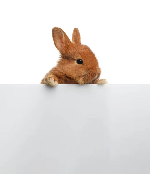 Beyaz Arka Planda Sevimli Pofuduk Tavşan Paskalya Sembolü — Stok fotoğraf