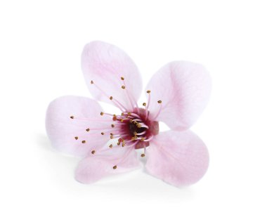 Güzel erik çiçeği beyazın üzerinde izole edilmiş. Bahar mevsimi