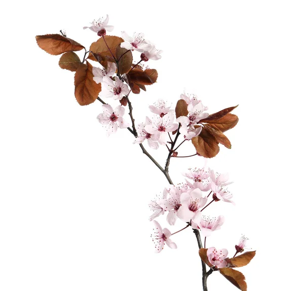 白に孤立した美しい花を持つ梅の木の枝 — ストック写真