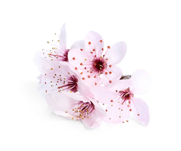 Schöne Pflaumenblüte Isoliert Auf Weiß Frühlingszeit — Stockfoto