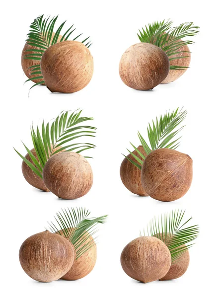 Zestaw Całych Brązowych Orzechów Kokosowych Izolowanych Białym — Zdjęcie stockowe