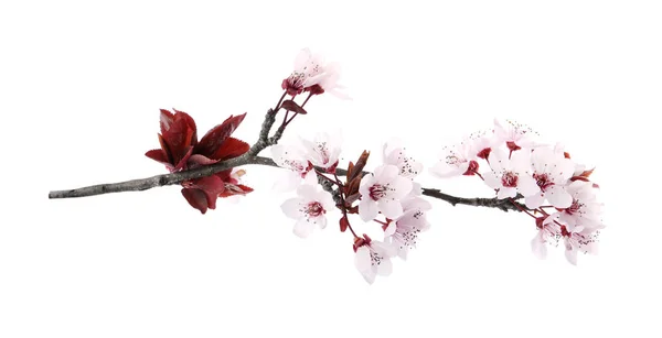 Větvička Švestkového Stromu Krásnými Květy Izolovanými Bílém Jarní Sezóna — Stock fotografie