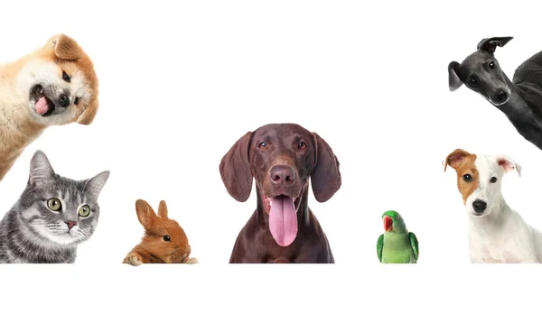 Set Different Cute Pets White Background Banner Design — Stock Photo, Image