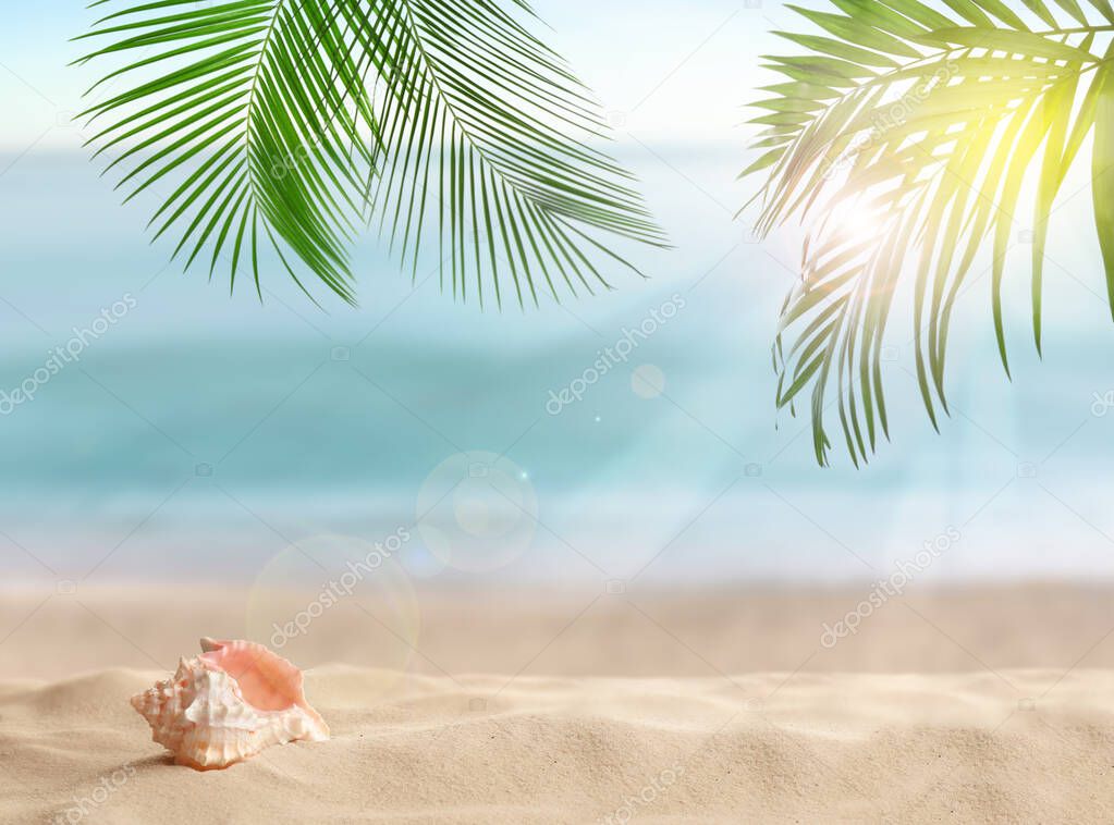 Seashell and tropical sandy beach on sunny day 