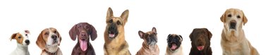 Beyaz arka planda farklı köpeklerle kolaj. Pankart tasarımı