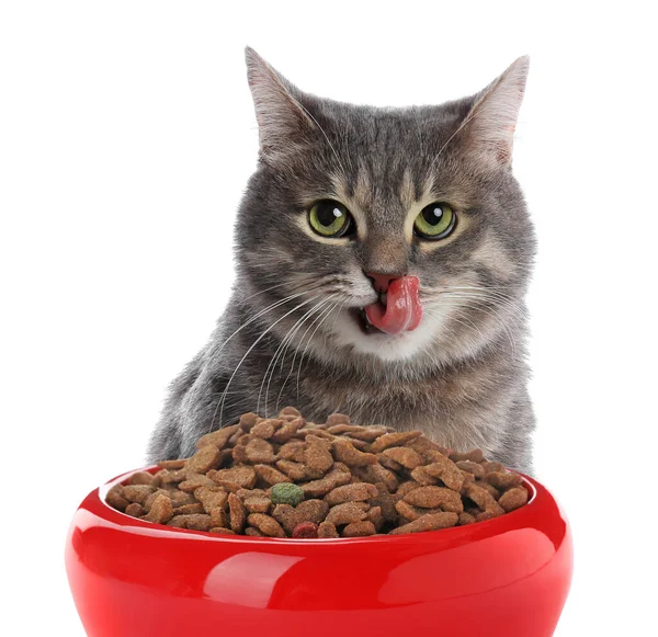 Lindo Gato Gris Tabby Tazón Alimentación Con Comida Seca Sobre — Foto de Stock