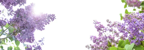 Beautiful blossoming lilac flowers on sunny spring day, space for text. Banner design