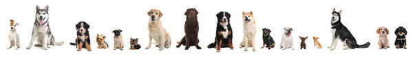 Collage with different dogs on white background. Banner design