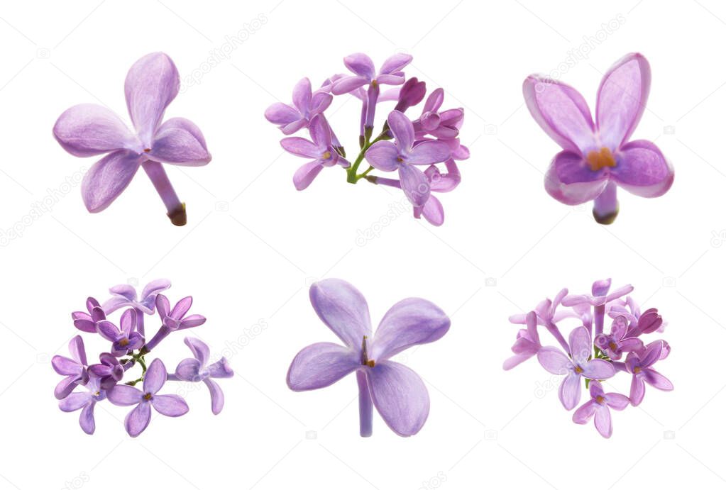 Set of beautiful purple lilac flowers on white background