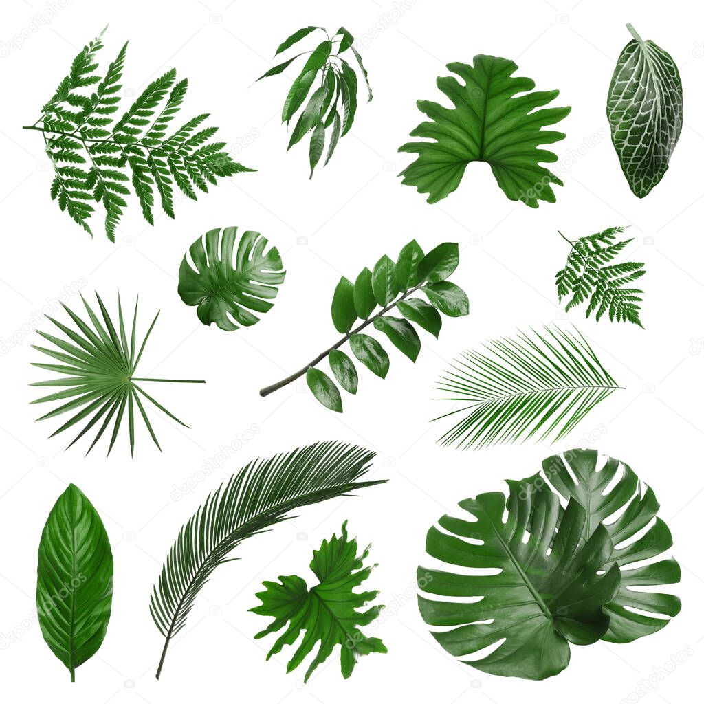 Set with different tropical leaves on white background