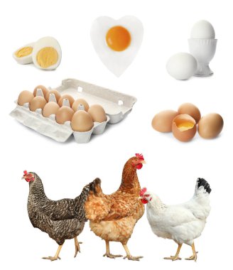Beyaz arkaplanda tavuk ve yumurta kolajı