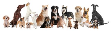 Beyaz arka planda farklı köpeklerle kolaj. Pankart tasarımı