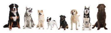 Beyaz arka planda farklı köpeklerle kolaj. Pankart tasarımı