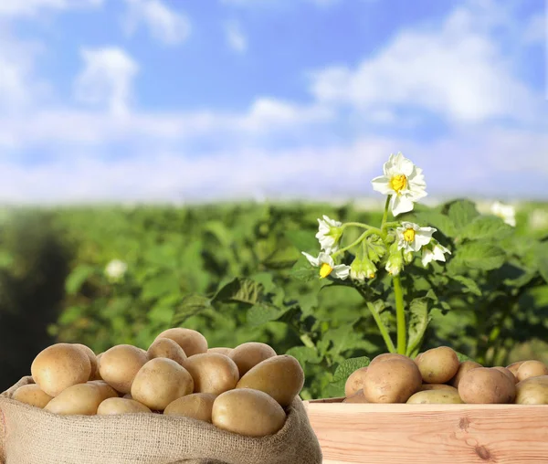 Ris Och Säck Färsk Råpotatis Fältet — Stockfoto