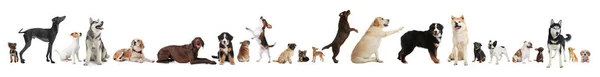 Beyaz Arka Planda Farklı Köpeklerle Kolaj Pankart Tasarımı — Stok fotoğraf