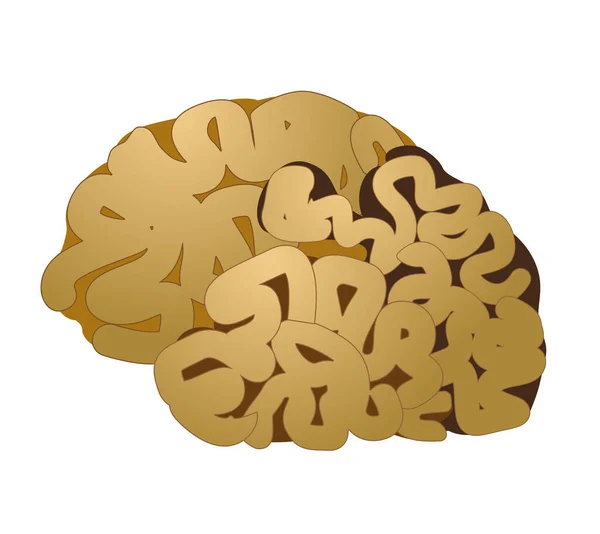 Illustrazione Del Cervello Umano Sfondo Bianco — Foto Stock