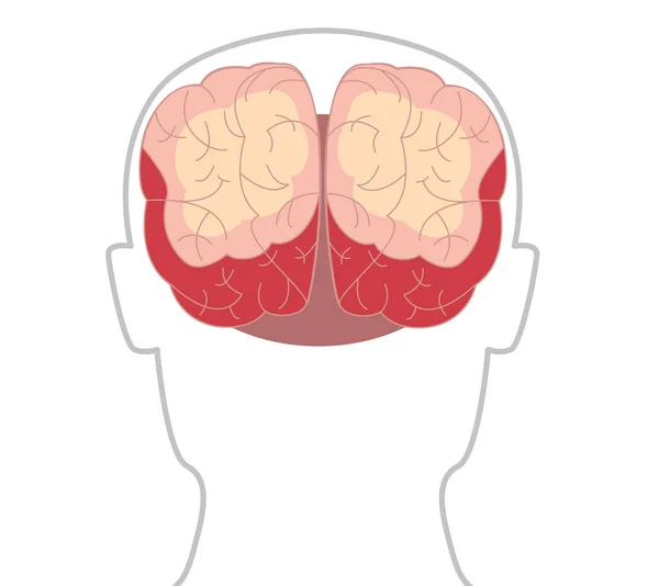 Ilustração Cérebro Humano Sobre Fundo Branco — Fotografia de Stock