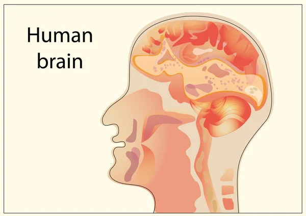 Схема Человеческого Мозга Светлом Фоне — стоковое фото