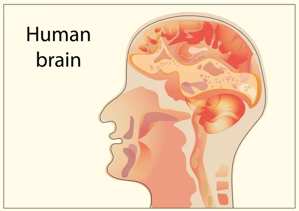 Schéma Cerveau Humain Sur Fond Lumière — Photo