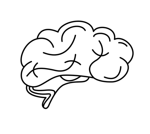 Illustrazione Del Cervello Umano Sfondo Bianco — Foto Stock