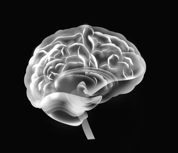 Εικονογράφηση Του Ανθρώπινου Εγκεφάλου Μαύρο Φόντο — Φωτογραφία Αρχείου