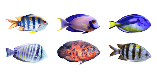 Набор различных ярких тропических рыб на белом фоне
