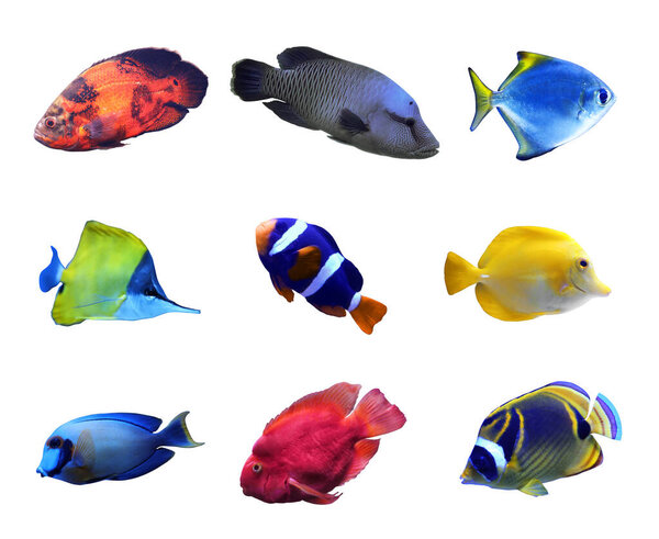 Набор различных ярких тропических рыб на белом фоне
