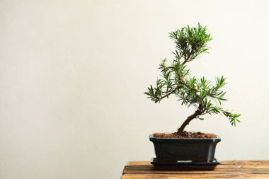 Japon bonsai bitkisi ahşap masada, yazı için yer var. Evde zen atmosferi oluşturuluyor