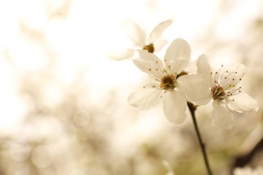 Bahar günü, açık havada çiçek açan ağacın yakın görüntüsü.