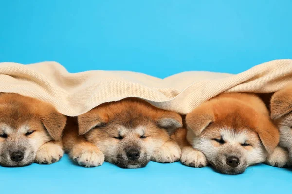 Lindos Cachorros Akita Inu Cubiertos Con Cuadros Sobre Fondo Azul —  Fotos de Stock