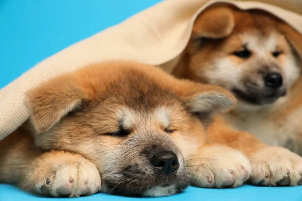 Cute Akita Inu Puppies Covered Plaid Light Blue Background Baby — Stock Photo, Image