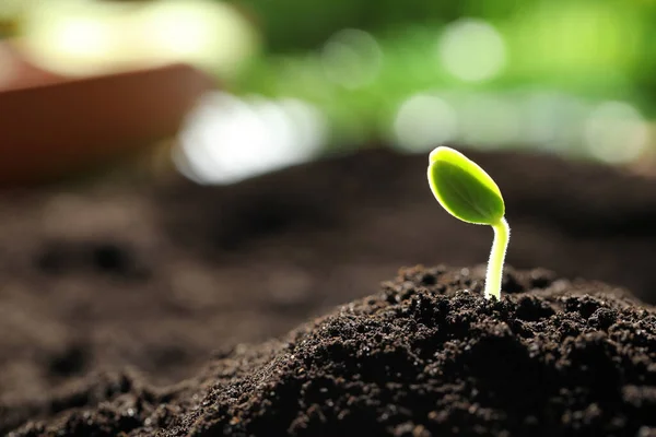 Toprakta Büyüyen Küçük Yeşil Tohum Yakın Plan Metin Için Boşluk — Stok fotoğraf