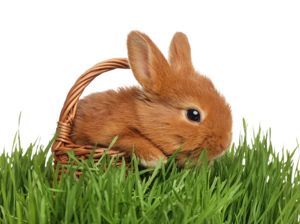 Schattig Pluizig Konijntje Rieten Mandje Groen Gras Tegen Witte Achtergrond — Stockfoto