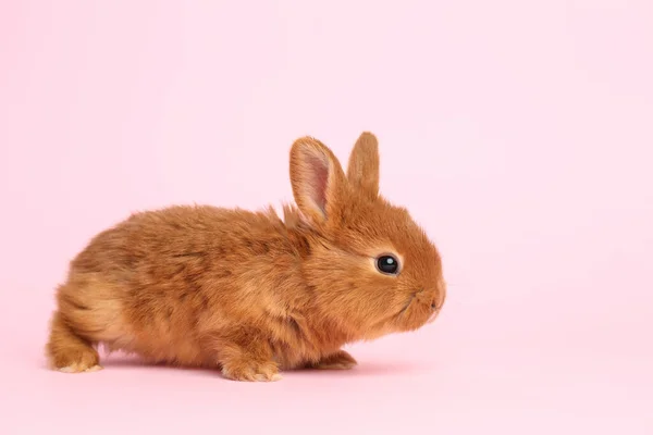 Adorabile Coniglietto Morbido Sfondo Rosa Simbolo Pasqua — Foto Stock