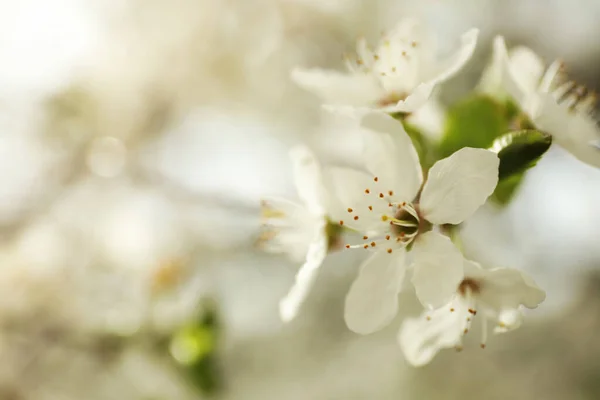 Widok Bliska Kwitnące Drzewo Świeżym Powietrzu Wiosenny Dzień — Zdjęcie stockowe