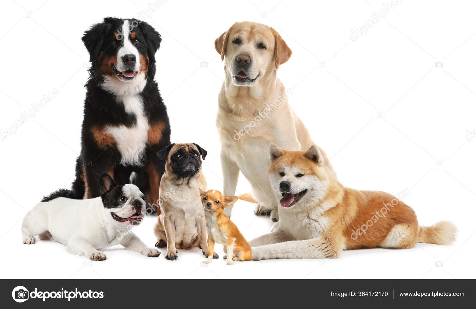 Diferentes Razas Perros Sobre Fondo Blanco — Foto de stock #364172170 ©  NewAfrica, image size:1600x1041